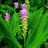 Gurkmeja Jordstam krydda (Curcuma longa)