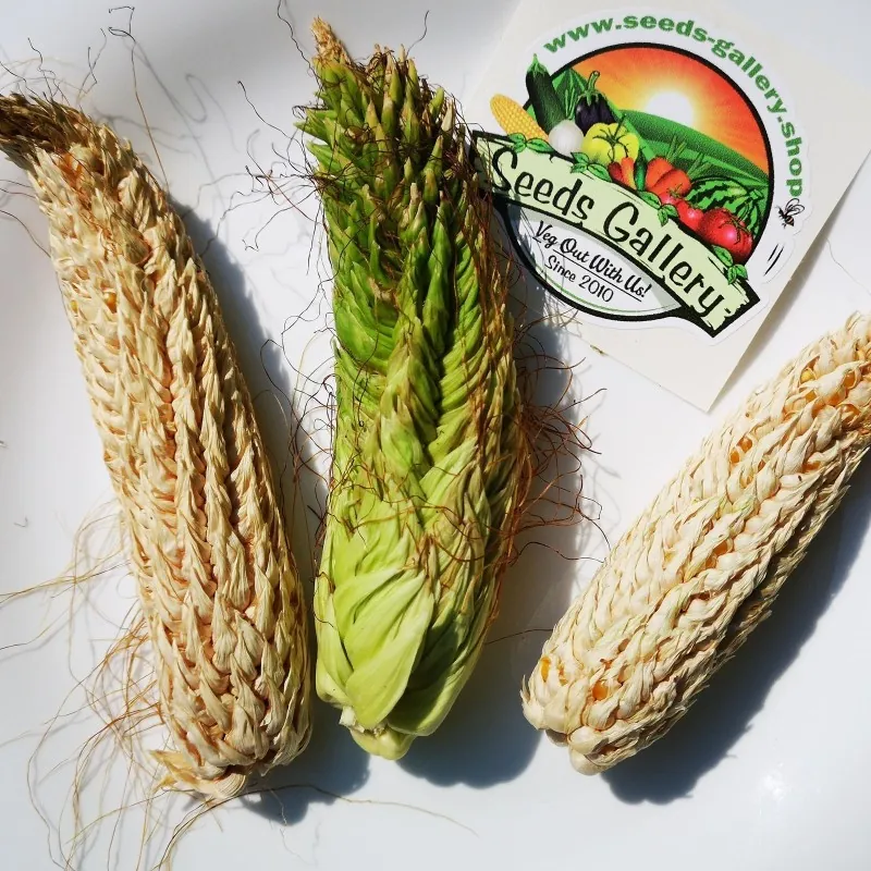 Semi di mais vestito o "pod corn" (Zea mays, var. tunicata)