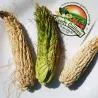 Semi di mais vestito o "pod corn" (Zea mays, var. tunicata)