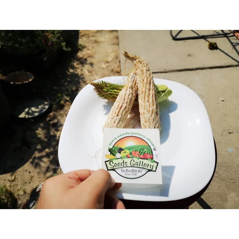 Semi di mais vestito o "pod corn" (Zea mays, var. tunicata)