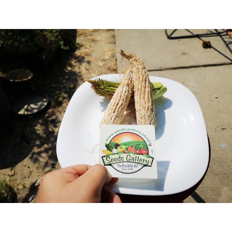 Spelzmais Samen (Zea mays, var. tunicata)