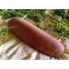 Semințe de castraveți Poona Kheera