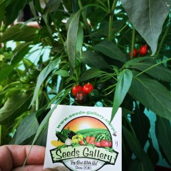 West Virginia Pea Hot Pepper Seeds 1.55 - 6