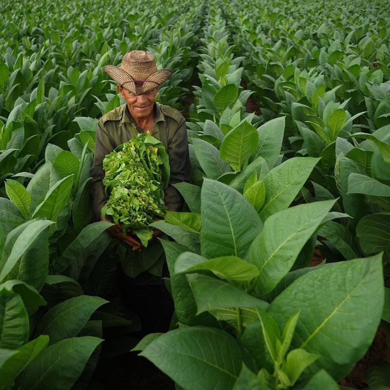 Price: €2.45 - HAV. COROJO Tobacco Seeds - 