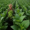 Price: €2.45 - HAV. COROJO Tobacco Seeds - 