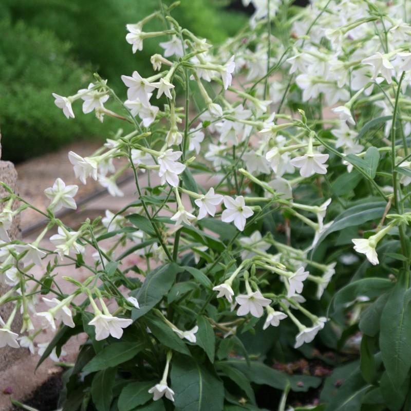 Price: €2 - Stor blomstertobak Vit Frön (Nicotiana alata) - 
