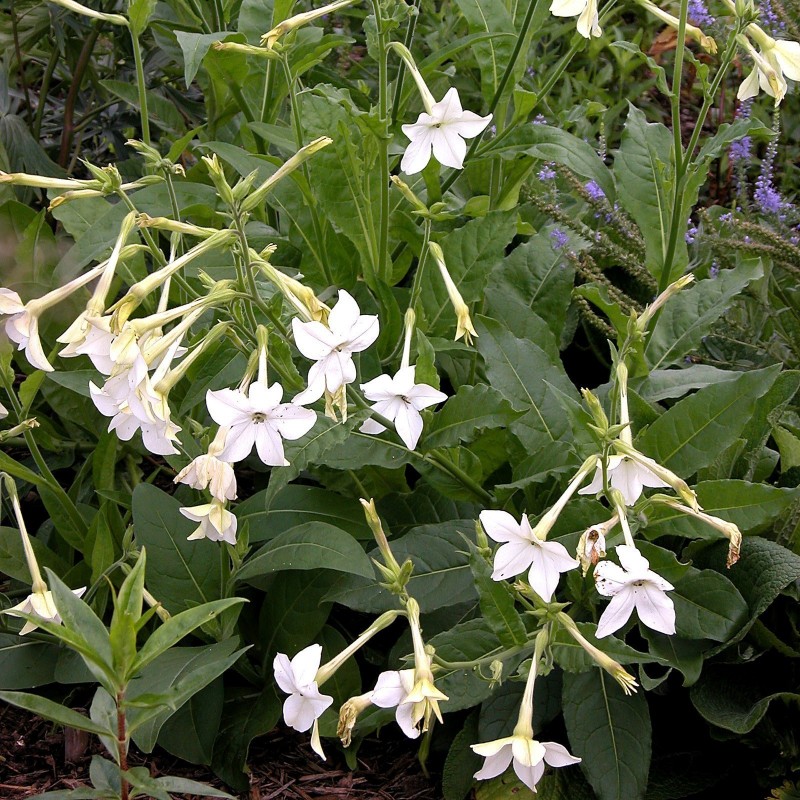 Price: €2 - Stor blomstertobak Vit Frön (Nicotiana alata) - 