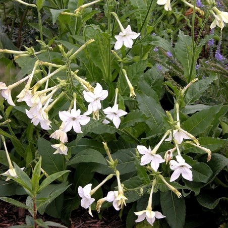 Price: €2 - Stor blomstertobak Vit Frön (Nicotiana alata) - 