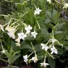 Jasmine Tobacco, Flowering Tobacco Seeds