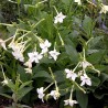 Price: €2 - Stor blomstertobak Vit Frön (Nicotiana alata) - 