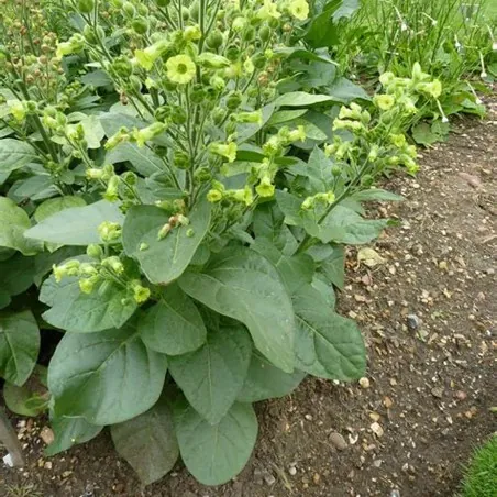 Semi di Tabacco Mapacho - Thuoc Lao (Nicotiana rustica)