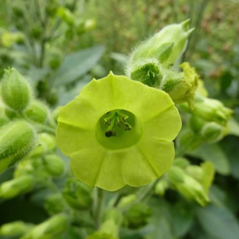Semi di Tabacco Mapacho - Thuoc Lao (Nicotiana rustica)