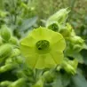 Semi di Tabacco Mapacho - Thuoc Lao (Nicotiana rustica)
