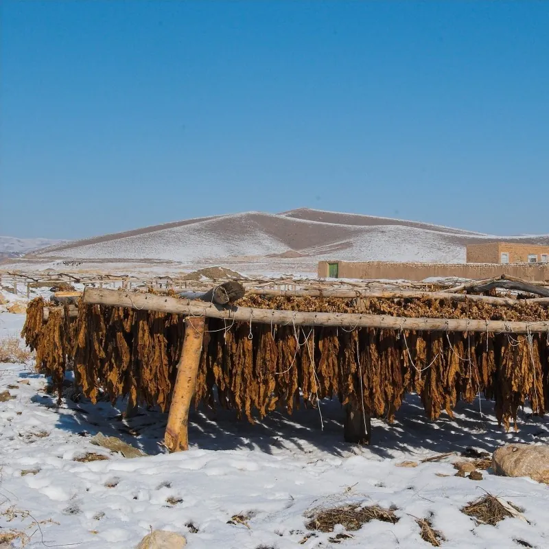 Semillas de tabaco Mapacho (Nicotiana rustica)