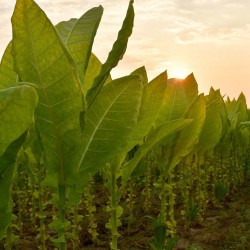 Price: €1.95 - Sementes de Tabaco Latakia Peremochez Orient - 