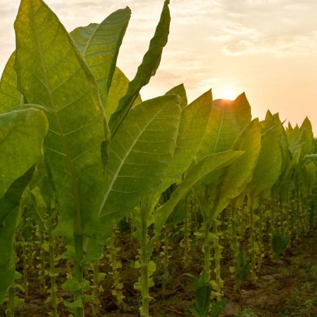 Latakia Orient Tobacco Seeds | 1.95 €