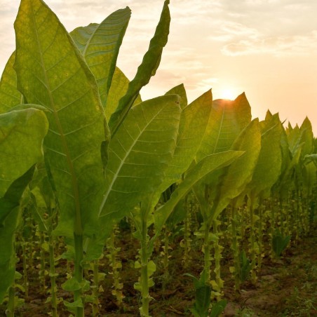Sementes de Tabaco Latakia Peremochez Orient