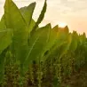 Semi di tabacco Latakia Peremochez Orient