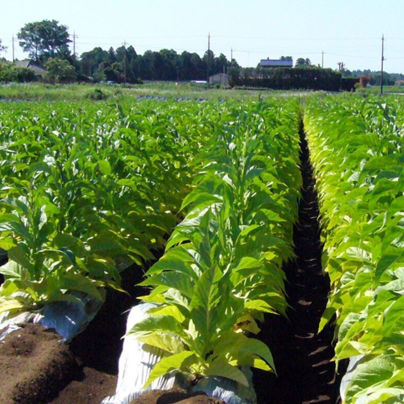 Sementes de Tabaco Latakia Peremochez Orient