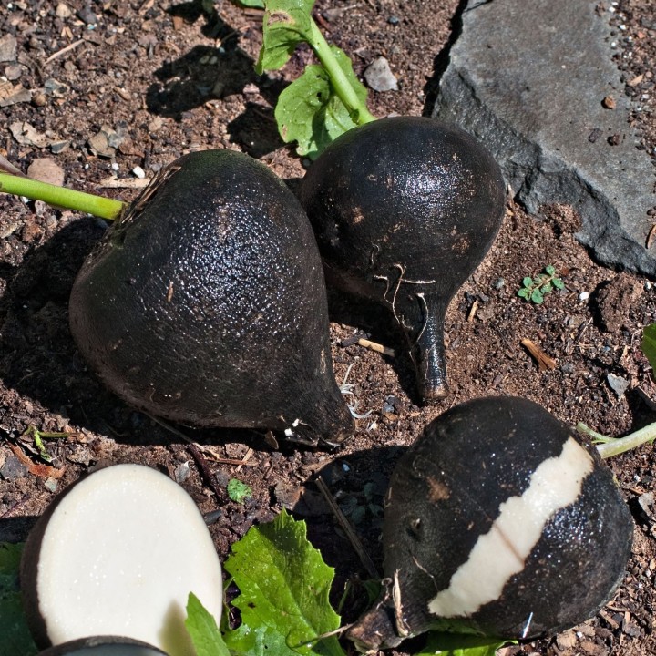3.000 Black Radish Seeds - Spanish Round - 7.2