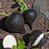 Price: €8 - Crna Zimska Rotkva 3.000 Semena (Raphanus sativus var.major) - 