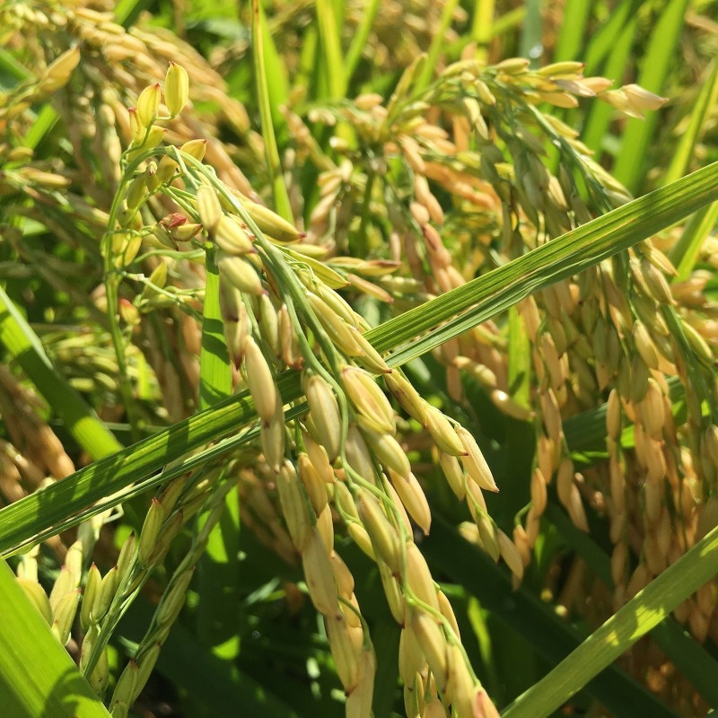 Price: €2.45 - Brown Aromatic, Jasmine Rice Seeds Heirloom Non-Gmo - 