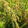 Price: €2.45 - Brown Aromatic, Jasmine Rice Seeds Heirloom Non-Gmo - 