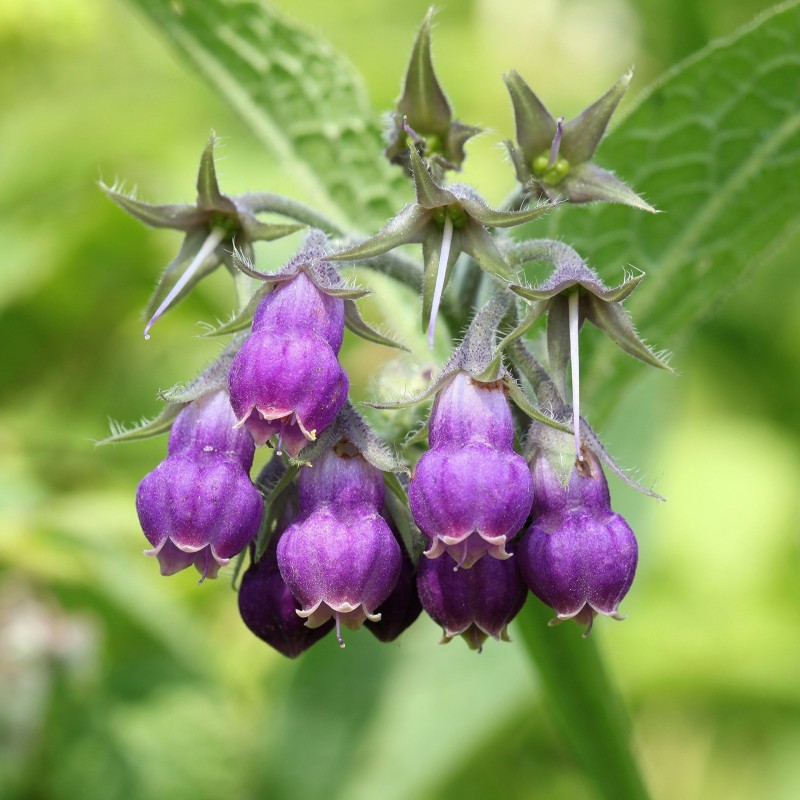 Price: €2.45 - Semințe Tătăneasa (Symphytum officinale) - Seeds Gallery