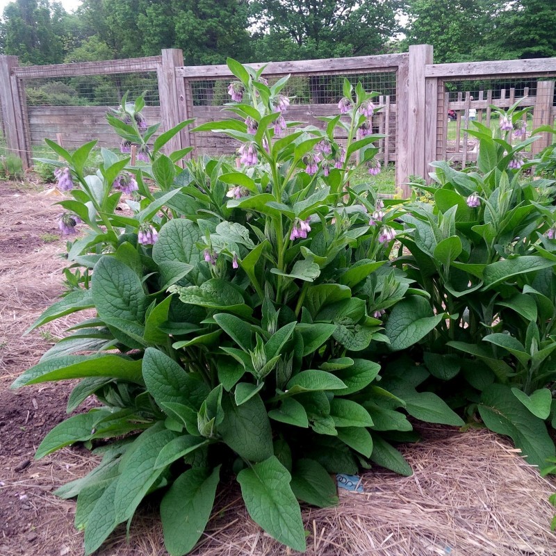 Price: €2.45 - Semillas de Consuelda Mayor - Seeds Gallery