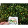 Price: €2.25 - Sementes de pimenta Charapita ou charapilla - Seeds Gallery