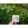 Price: €2.25 - Sementes de pimenta Charapita ou charapilla - Seeds Gallery