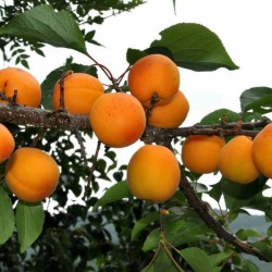 Manchurian Apricot Seeds Prunus Armeniaca 4.5 - 2