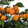 Graines de Abricot de Mandchourie