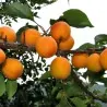 Semillas de Albaricoque Manchurian