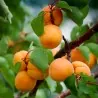 Semillas de Albaricoque Manchurian