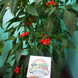 West Virginia Pea Hot Pepper Seeds 1.55 - 7