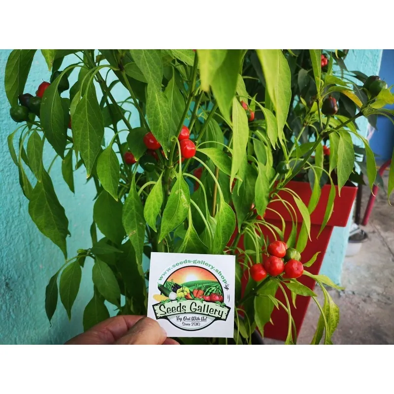 Chili West Virginia Pea Samen Schärfe 9
