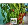 Chili West Virginia Pea Samen Schärfe 9