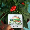 Price: €1.95 - Semi di peperoncino West Virginia Pea - Seeds Gallery