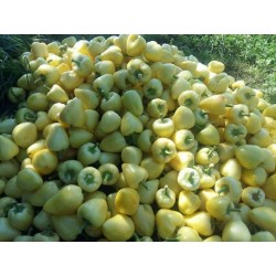 СОМБОРКА семена острого болгарского перца 1.85 - 8