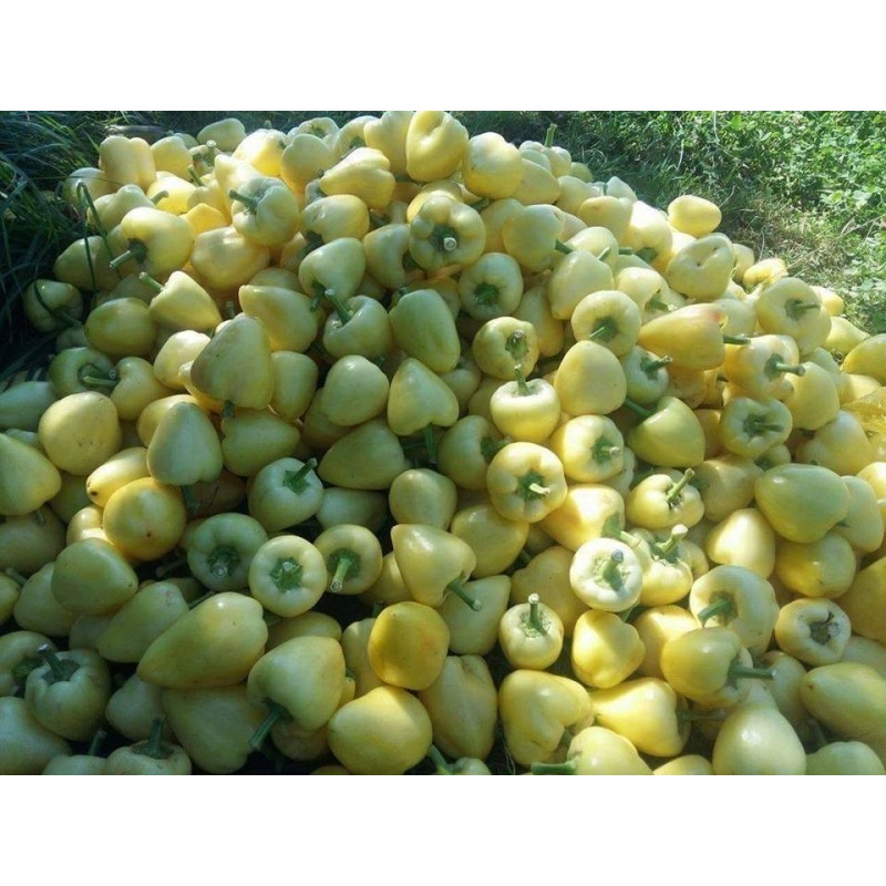 Price: €1.85 - Καυτερή πιπεριά σπόρους Somborka - Seeds Gallery