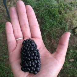 Semi di Rovo Gigante (Rubus ulmifolius) 1.85 - 3