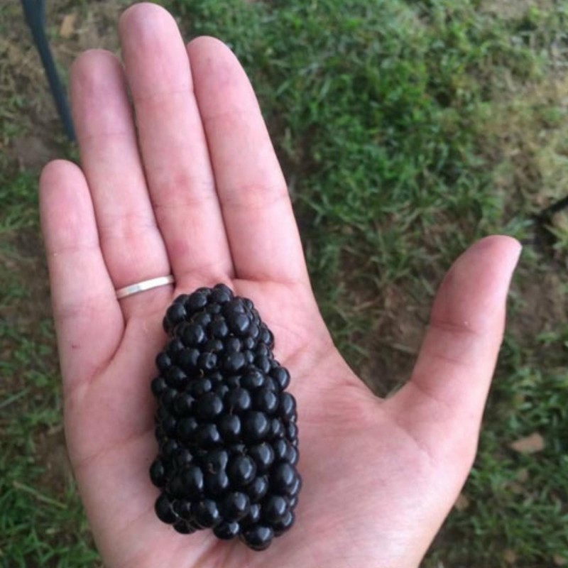 Giant Blackberry Seeds (Rubus fruticosus) 1.85 - 3