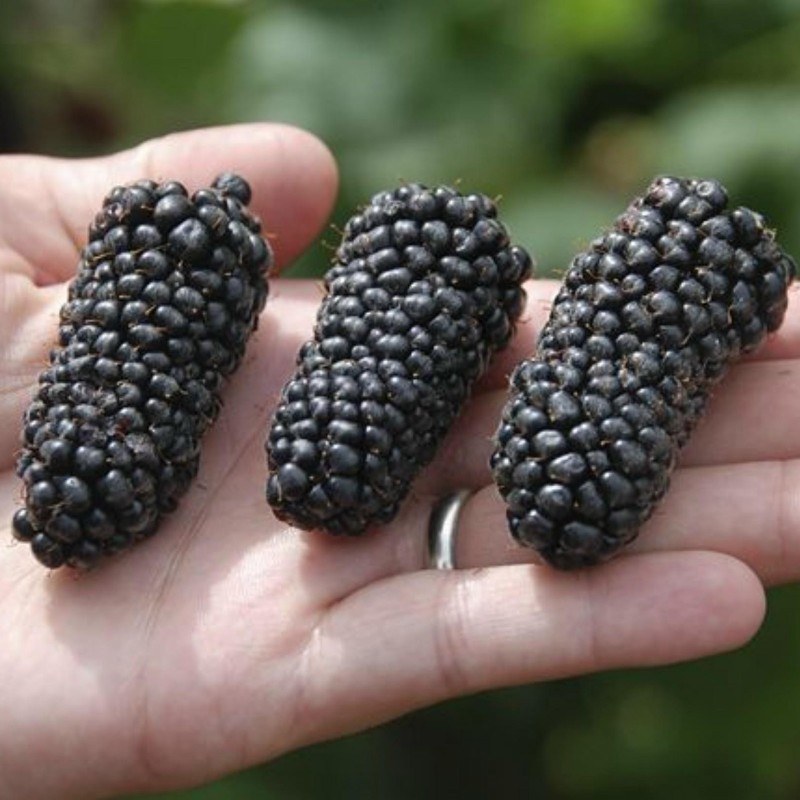 Price: €1.85 - Semillas de Mora Gigante (fruta) - 