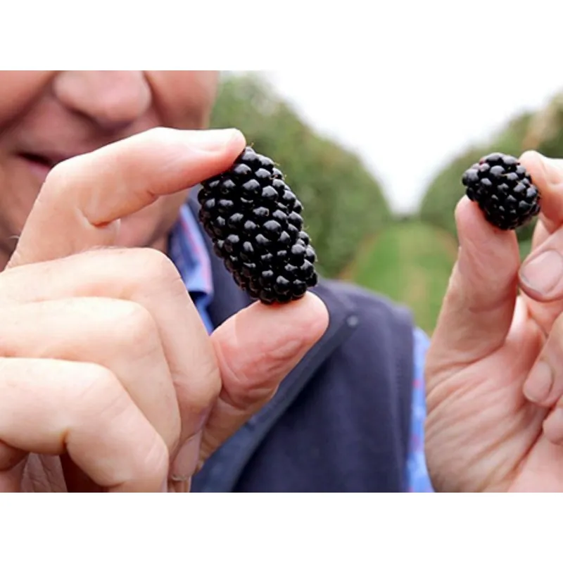 Semillas de Mora Gigante (fruta)