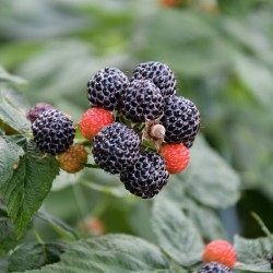 Semillas de Frambuesa Negra (Rubus occidentalis) 1.55 - 2