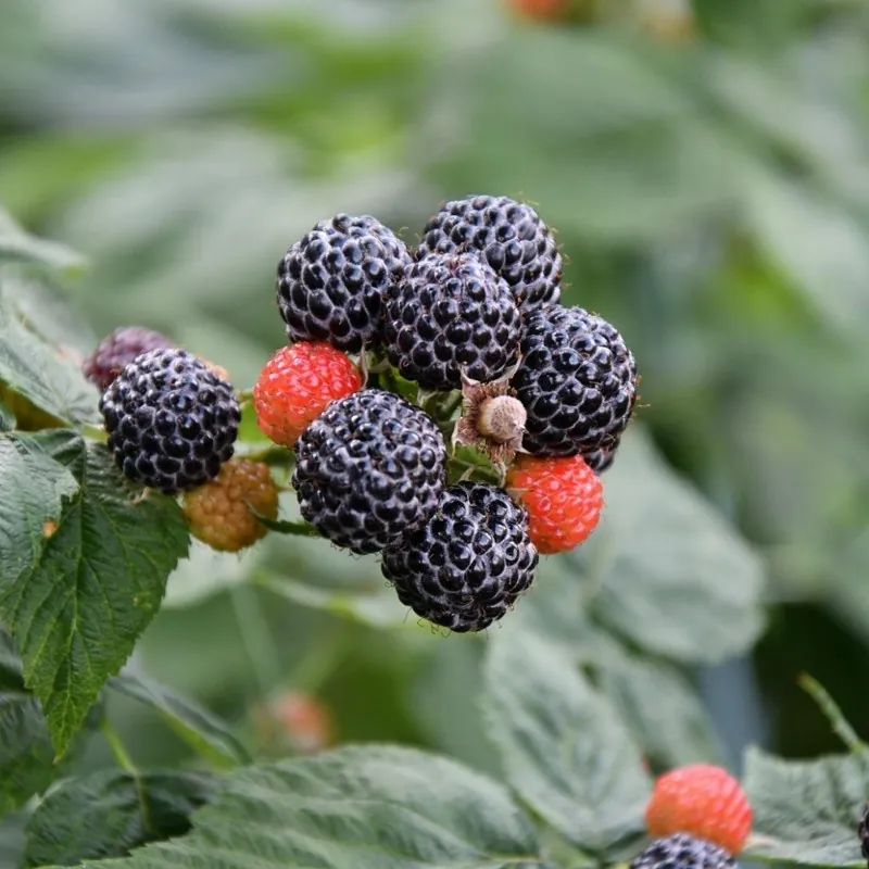 Semillas de Frambuesa Negra (Rubus occidentalis)