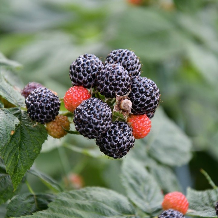 Black Raspberry Seeds (Rubus occidentalis) - 2.025