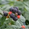 Semillas de Frambuesa Negra (Rubus occidentalis)