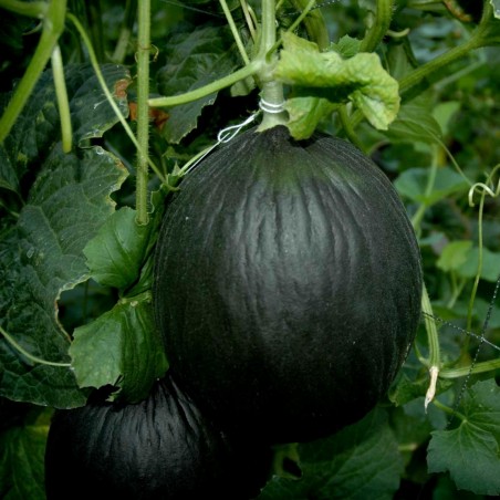 Price: €2.45 - Semi di melone nero - Seeds Gallery